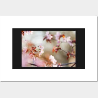 Cherry Blossom Posters and Art